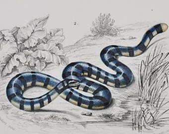 Elephant Trunk Snake / Banded Sea Krait - Hand-colored Original Antique Reptile Print - Orbigny engraving from 1849 (Javan file colubrine)