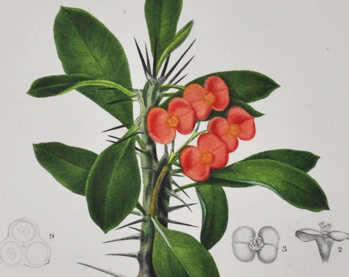 Christ Thorn - Hand-colored Original Antique Botanical Print - Orbigny engraving from 1849 (euphorbia splendens crown of thorns plant flower