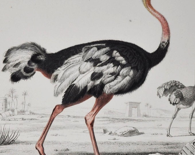 Ostrich - Hand-colored Original Antique Animal Print - Orbigny engraving from 1849 (struthio camelus, common, flightless bird, ratite, egg)