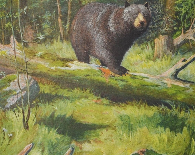 Adirondack Black Bear - Original Antique Wildlife Print - 1902 Oliver Kemp - Forest Fish and Game Commission NY