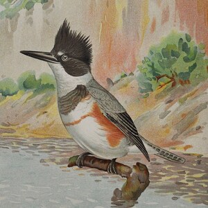 Martín pescador / King Fisher - Ceryle Alcyon Boie - Grabado antiguo original de aves - 1902 John L Ridgway - Comisión de Pesca y Caza Forestal de Nueva York