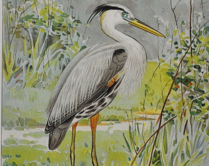 Great Blue Heron - Original Antique Bird Print - Ardea Herodias - 1902 John L. Ridgway - Forest Fish and Game Commission NY watching whistle