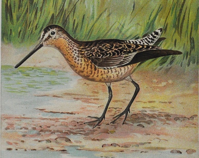 The Dowitcher - Original Antique Bird Print - Macrorhamphus Griseus - 1902 John L. Ridgway - Forest Fish and Game Commission NY great