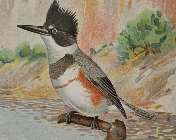 Kingfisher / King Fisher - Ceryle Alcyon Boie -Original Antique Bird Print - 1902 John L Ridgway - Forest Fish and Game Commission NY