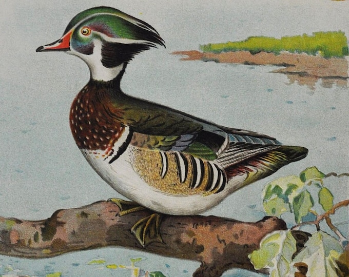 Woodduck / Wood Duck Male - Original Antique Bird Print - Aix Sponsa Swainson - 1902 John L. Ridgway - Forest Fish and Game Commission NY