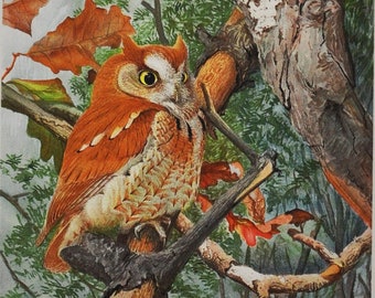 Screech Owl - Original Antique Bird Print 1902 Louis Agassiz Fuertes - Forest Fish and Game Commission NY (bird watching)