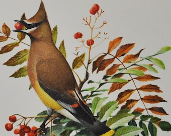 Cedar Waxwing / Red-Eyed Vireo - Original Antique Bird Print 1902 Louis Agassiz Fuertes - Forest Fish and Game Commission NY bird watching