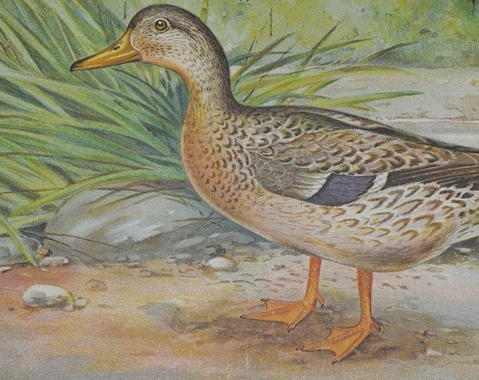 Mallard Duck Female - Original Antique Bird Print - Anas Boschas - 1902 John L. Ridgway - Forest Fish and Game Commission NY