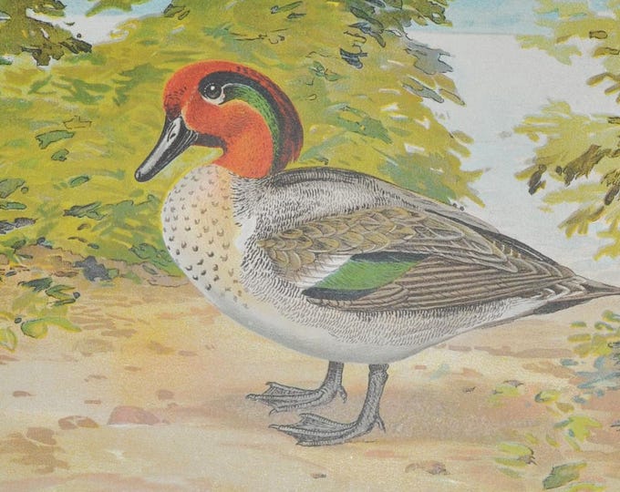 Green Winged Teal - Original Antique Bird Print - Anas Carolinensis Gmel. - 1902 John L. Ridgway - Forest Fish and Game Commission NY - duck