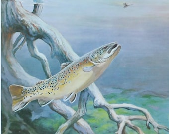 Brown Trout - Original Fish Print / Lithograph from the 1970's (sport fishing, fly fishing, boat, wildlife, tackle, salmo trutta)