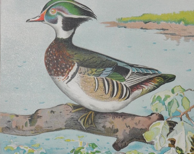 Woodduck / Wood Duck Male - Original Antique Bird Print - Aix Sponsa Swainson - 1902 John L. Ridgway - Forest Fish and Game Commission NY