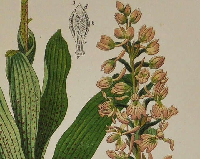 Early-Purple Orchid Print - Orchis mascula - Original Antique Botanical Print 1880s (asparagales, orchidaceae, orchidoideae, orchis, pink)