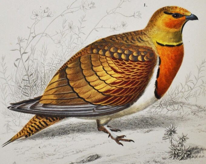 Buttonquail / Pin-Tailed Sandgrouse - Hand-colored Original Antique Animal Print - Orbigny engraving from 1849 (ornith hemipodes quail bird)