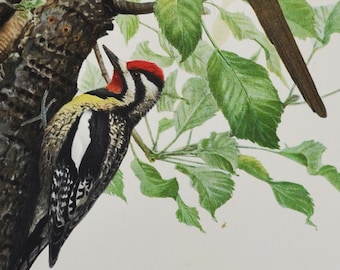 Black-Billed Cuckoo / Yellow-Bellied Sapsucker  - Original Antique Bird Print 1902 Louis Agassiz Fuertes Forest Fish and Game Commission NY