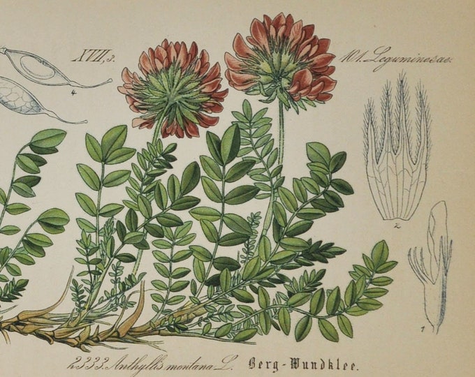 Mountain Kidney Vetch - Original Antique Botanical Print - Anthyllis montana - Fabaceae - 1880's - flower / plant / alpine / rock garden