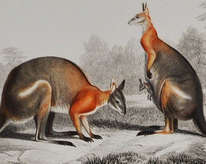 Grey Kangaroo - Hand-colored Original Antique Animal Print - Orbigny engraving from 1849 (marsupials, australia, macropods, macropus)