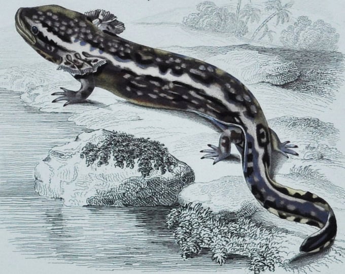 Mudpuppy / Greater Siren - Hand-colored Original Antique Reptile Print - Orbigny engraving from 1849 (salamander, eel-like amphibian, pet)