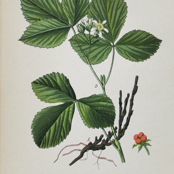 Stone Bramble Print - Original Antique Botanical Print 1880s - Rubus saxatilis (plant flower garden seed Rosaceae Rosales red fruit europe)