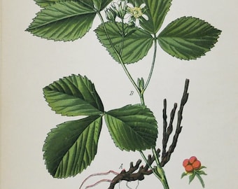 Stone Bramble Print - Original Antique Botanical Print 1880s - Rubus saxatilis (plant flower garden seed Rosaceae Rosales red fruit europe)