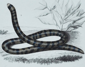 Anilius / Slug Eater - Hand-colored Original Antique Reptile Print - Orbigny engraving from 1849 (snake, venom, Tortrix Scytale, Homalosoma)