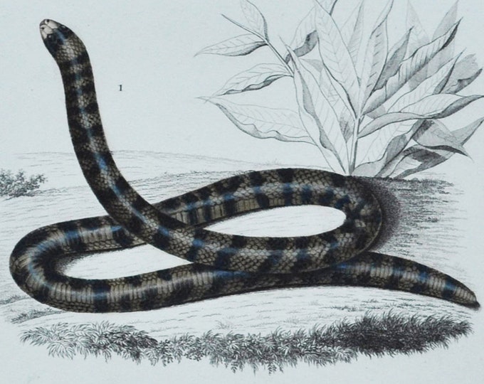 Anilius / Slug Eater - Hand-colored Original Antique Reptile Print - Orbigny engraving from 1849 (snake, venom, Tortrix Scytale, Homalosoma)