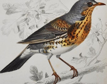 Fieldfare / Rock Thrush - Hand-colored Original Antique Bird Print - Orbigny engraving from 1849 (turdus pilaris, turdus saxatilis)