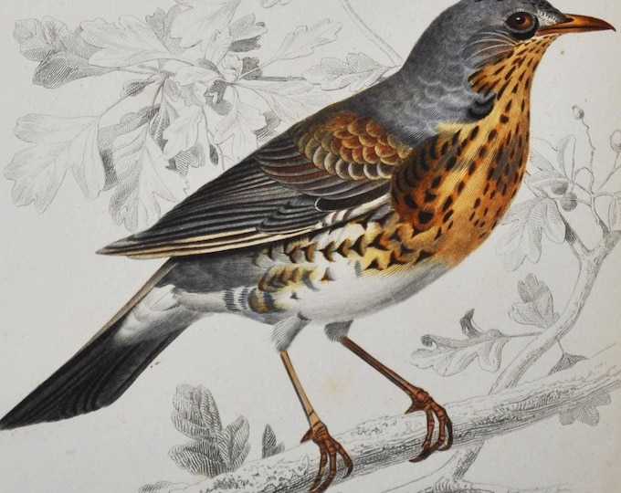 Fieldfare / Rock Thrush - Hand-colored Original Antique Bird Print - Orbigny engraving from 1849 (turdus pilaris, turdus saxatilis)