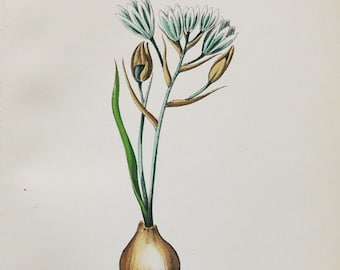 Witte Ster van Bethlehem Print - Originele Antieke Botanische Print 1880s - Ornithogalum collinum (plant bloem tuin zaad vaste bijbel)