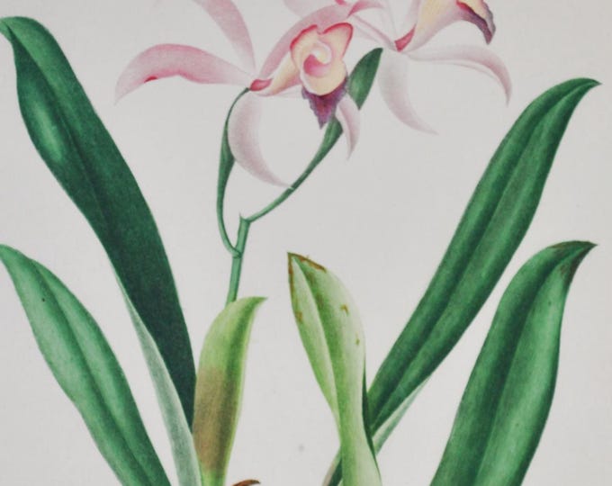 Cattleya Orchid - Hand-colored Original Antique Botanical Print - Orbigny engraving 1849 (lelia cattleioides plant flower seed orchidaceae)