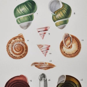 May include: A vintage scientific illustration of 16 different types of snail shells. The shells are drawn in detail and are labelled with numbers and scientific names. The image is from a book on molluscs.