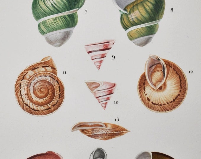 Helix Shells, Epistilium, Vittata, Sinuata - Hand-colored Original Antique Fish Print - Orbigny engraving from 1849 (shellfish clams snail)