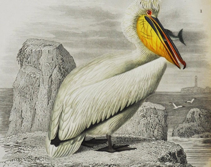 Dalmatian Pelican / Mandarin Duck - Hand-colored Original Antique Bird Print - Orbigny engraving from 1849 (pelicanus crispus, anas, asia)