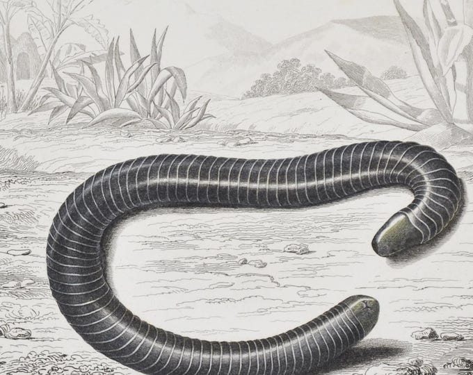 Ringed Caecilian - Hand-colored Original Antique Reptile Print - Orbigny engraving from 1849 (Siphonops annulatus, caecilian, andes, brazil)