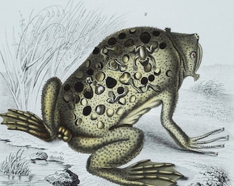 ツメガエル / スリナムヒキガエル - 手彩色オリジナルアンティーク爬虫類プリント - 1849年のオルビニー版画（両生類のピパ、スリナムヒキガエル、緑）