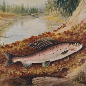 Könnte beinhalten: Ein farbiger Druck im Vintage-Stil zeigt eine Äsche mit großer Rückenflosse auf einem moosigen Ufer. Der Hintergrund stellt einen Fluss dar, der durch eine Waldlandschaft fließt. Der Text "Grayling" ist unter der Abbildung aufgedruckt.