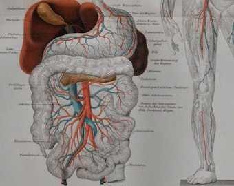 Cardiovascular System - Original Antique Medical Print - 1906 (circulatory, vascular, heart, veins, organ, blood, circulate, oxygen, human)