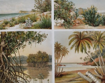 Beach Plants - Original Antique Botanical Print - 1906 (mediterranean sea, indo malaysian mangroves, palm trees, ceylon, sri lanka, nature)