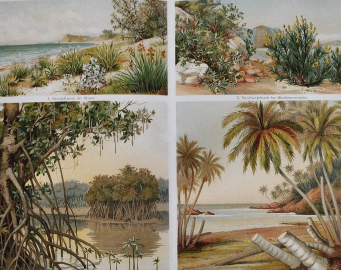 Beach Plants - Original Antique Botanical Print - 1906 (mediterranean sea, indo malaysian mangroves, palm trees, ceylon, sri lanka, nature)
