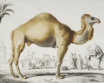 Dromedary / Arabian Camel - Hand-colored Original Antique Animal Print - Orbigny engraving from 1849 (camelus dromedarius, nile, egypt)