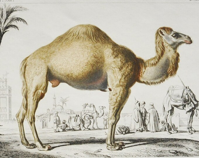Dromedary / Arabian Camel - Hand-colored Original Antique Animal Print - Orbigny engraving from 1849 (camelus dromedarius, nile, egypt)