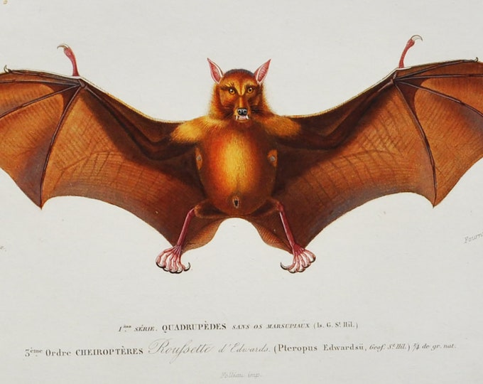 Bat - Hand-colored Original Antique Animal Print - Orbigny engraving from 1849 (pteropus edwardsii, indian flying fox, greater Indian fruit)