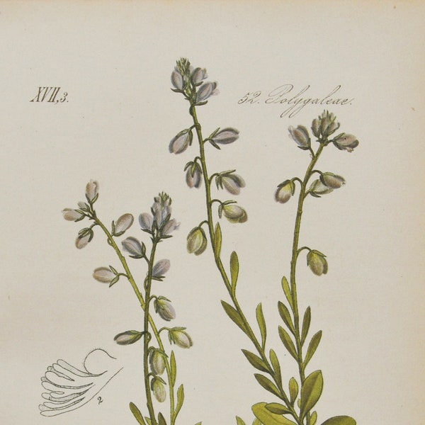 Chalk Milkwort Print - Original Antique Botanical Print 1880s - Polygala calcarea (plant flower garden seed lillet europe blue purple alps)