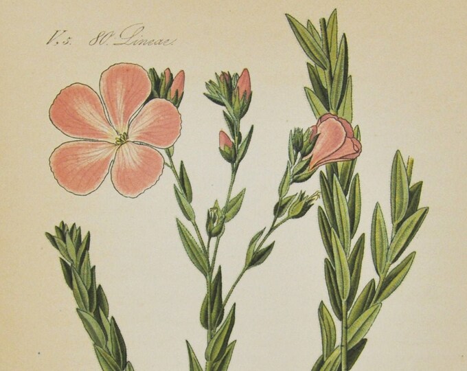 Pink Flax Print - Original Antique Botanical Print 1880s - Linum viscosum (plant flower garden seed perennial wildflower sticky linaceae)
