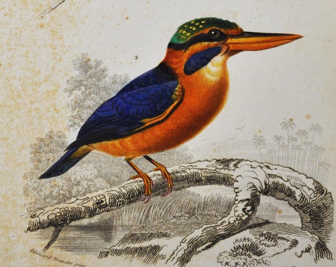 Hummingbird / Kingfisher - Hand-colored Original Antique Bird Print - Orbigny engraving from 1849