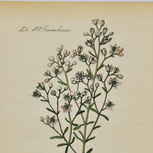 Pink Stonecrop Print - Original Antique Botanical Print 1880s - Sedum cepaea (plant flower seed orpine crassulaceae perennial herb europe)