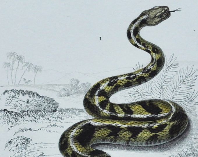 South American Rattlesnake / Horned Desert Viper  - Hand-colored Original Antique Reptile Print - Orbigny engraving from 1849 (snake Sahara)