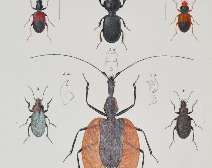 Beetles - Hand-colored Original Antique Insect Print - Orbigny engraving from 1849 (peryphus, scarites, ophonus poecilus mormolyce blethisa)