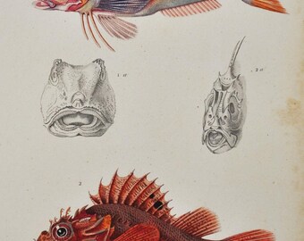 Gurnard and Scorpion-Fish - Hand-colored Original Antique Fish Print - Orbigny engraving from 1849 (black, trigla hirundo, scorpaena porcus)