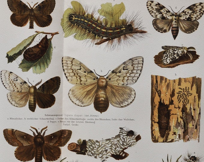 Forest Pests II (Caterpillar / Moths) - Original Antique Insect Print - 1906 (liparis monacha moth dispar black arches spruce pine tree)