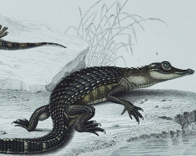 American Alligator / Wall Gecko - Hand-colored Original Antique Reptile Print - Orbigny engraving from 1849 (amphibian lucius platydactylus)